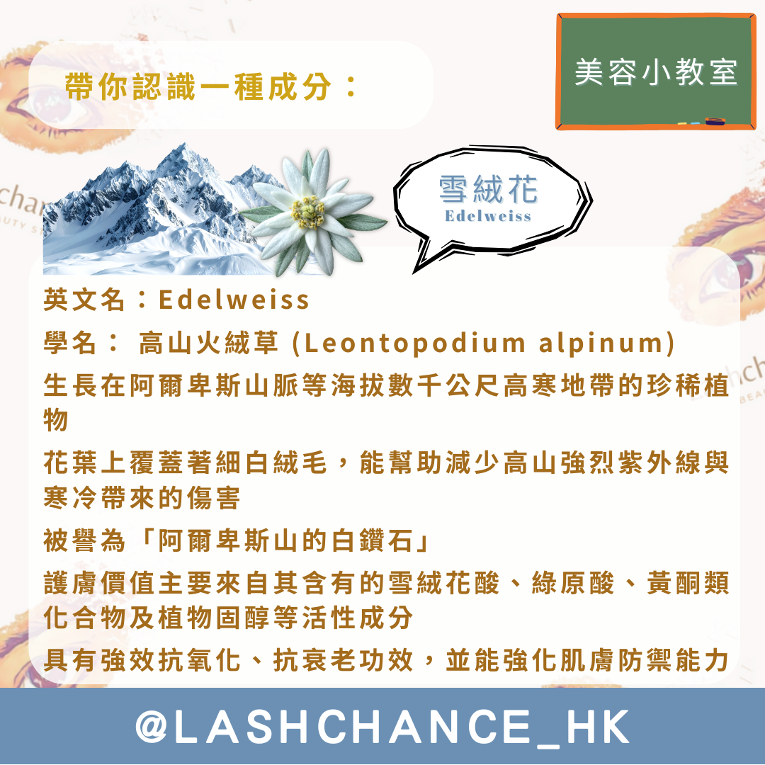 美容小教室 帶你認識一種成分：雪絨花