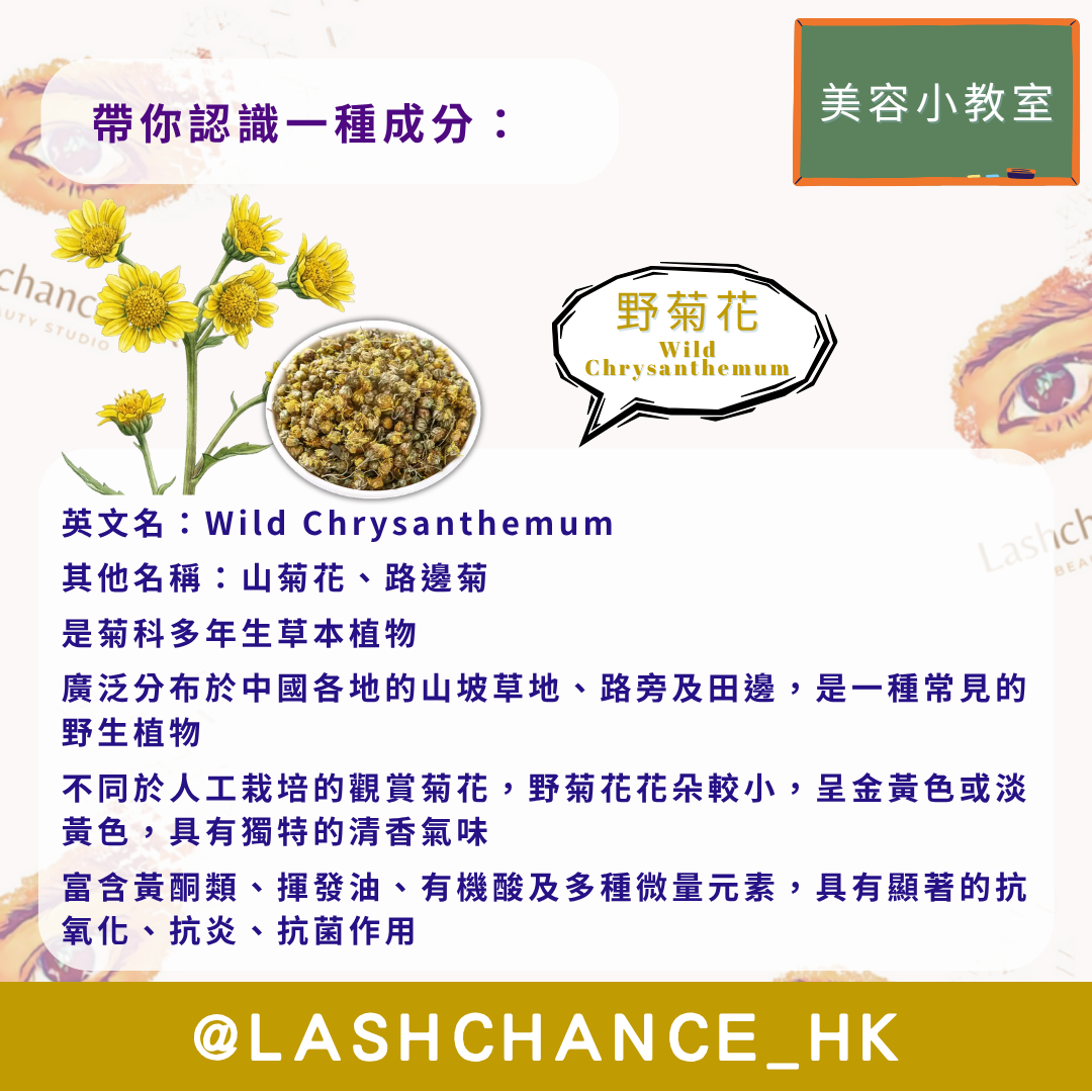 美容小教室 帶你認識一種成分：野菊花