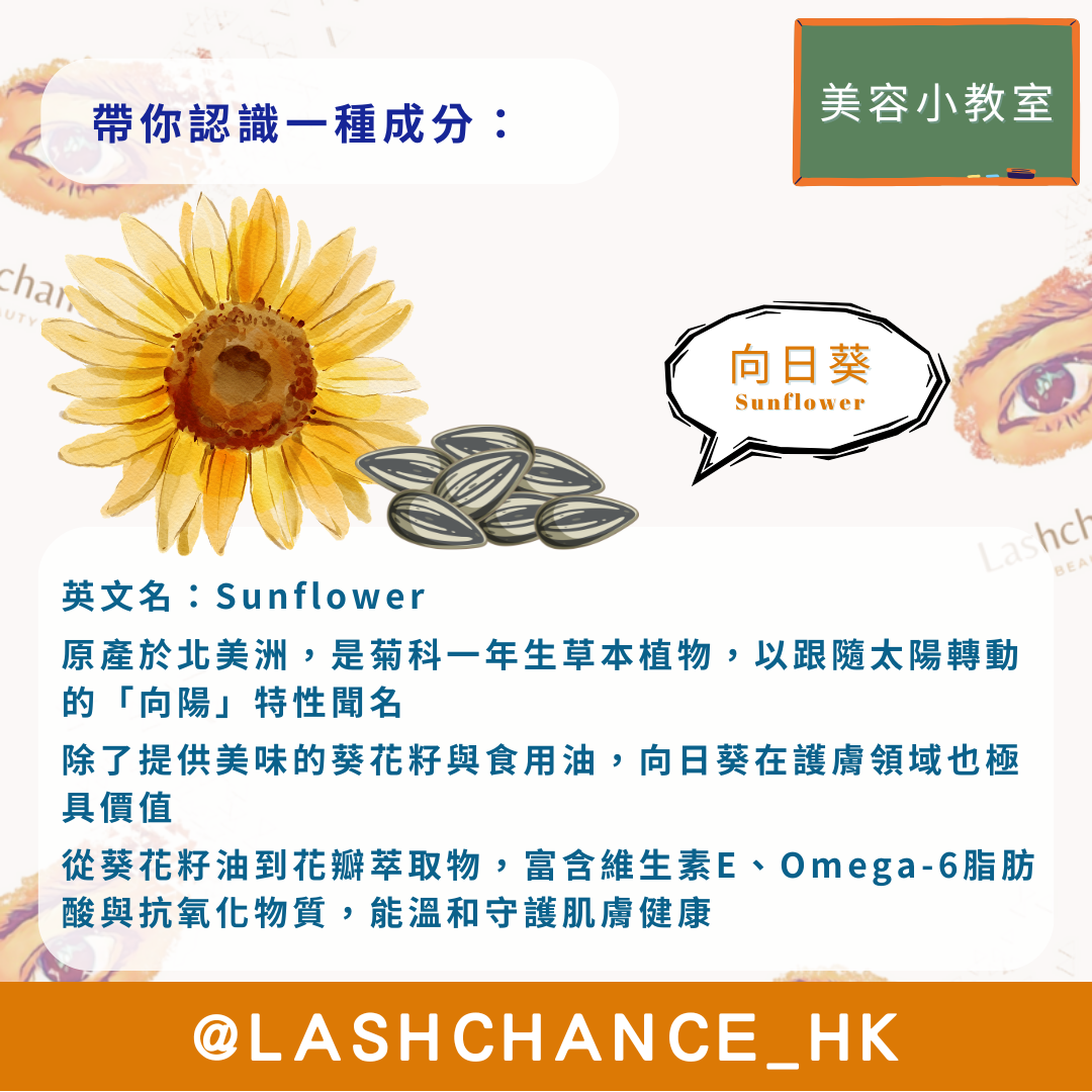 美容小教室 帶你認識一種成分：向日葵