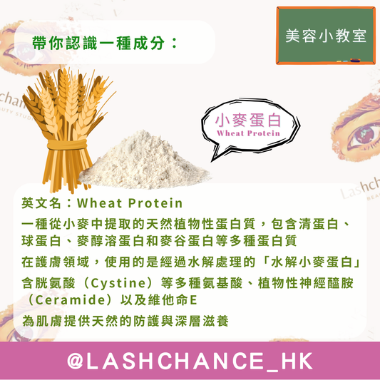 美容小教室 帶你認識一種成分：小麥蛋白